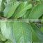 Guava Leaf