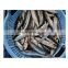 Small size frozen best Japanese sardines Japan sardine for processing
