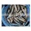 Sardinops Melanostictus sardine WR for processing sardine bait