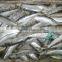 frozen sardine for tuna bait
