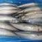 2/3 pieces per kg Frozen Pacific mackerel and scomber japonicus