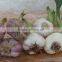 WHITE FRESH HIGH QUALITY GARLIC VIETNAM