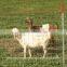 Galvanized cattle wire mesh fence hot sale