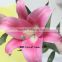 Alibaba China Factory Direct Natural Easter Lily Flower With 10 Stems/Bundle Natural Easter Lily Flower Named As Fresh Cut Lily