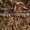 Banana Peel Powder for cattle feed , With High Nutritional Contents