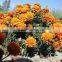 Main Product Marigold Flower Extract Lutein Powder