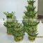Tower-shape Lucky Bamboo