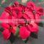 Natural poinsettia christmas flowers live plant in pot