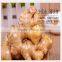 2016 new crop fresh wholesale ginger for sale