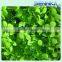 Wholesale fresh flowers preserved flowers from china home decor preserved hydrangea