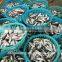 China Exporter Frozen Big eyes horse mackerel with size 40 - 60 g