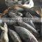 fresh frozen skipjack whole round 1.8kg up sea frozen in brine