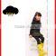 Hot products Kids Rain Boots Supplier From China