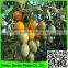 100% virgin material Plastic trellis net plant climbing support netting cucumber netting vine netting Pea & Bean netting