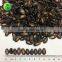 black seedless watermelon seeds wholesale