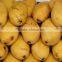 Good Quality Mango