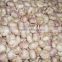2015 New harvested garlic shandong garlic