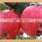 Fresh organic red Fuji apple