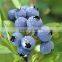 Fruit Fillings/Blueberry Pie Filling or Topping