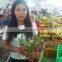 DRAGON FRUIT/ GOOD PRICE FOR SALE