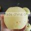 Cheap Shandong Pears&Golden Pears