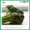 Chinese fresh broccoli for sale 900-1000g/pc