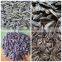 Sunflower Seeds Chinese Seed for Bird Feeding