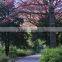 Easy to breed foliage plant Palace Graden Yard Green Landscape