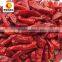 Carefully chosen exported red bullet chilli