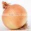 Shandong/Gansu High Quality Red/Yellow Onion