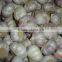fresh garlic