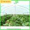 Easy Assemble Greenhouse for Tomatoes for Sale