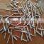 zinc plated /galvanised concrete nails/cement nails