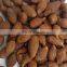 Export Cheap price Sterculia Lychnophora/Vietnam Orangutan seeds Malva Nut