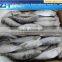 Frozen sardines fish different type best canned sardines