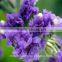 Cheap wholesale flower box rose flowers artificial with 1kg/bundle from Yunnan, China
