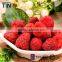 TTN 2016 Halal Snacks Freeze Dried Strawberry  China Supplier