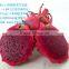 Export fresh dragon fruit form Hoang Kim Vietnam
