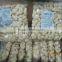 2015 new crop fresh peeled garlic packed in jar or bag factory in jinxiang