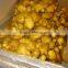 Ginger in 8kg/carton ginger in PVC box