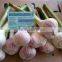 ( 3-4cm, 4cm, 5cm, 5.5cm, 6cm, 6.5cm and up ) GARLIC SIZES