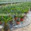 Small Cycas Revoluta