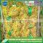 High quality China bulk fresh ginger