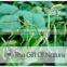 High Quality green mung bean sprout,grade a green mung bean price