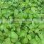 HIGH QUALITY PURE MENTHA CITRATA OIL