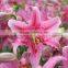 Export fragrant lily flower bridal bouquet lily flower from Alibaba.com high quality