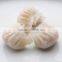 food machine Chinese dumpling maker