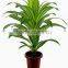 SJ030910 Factory wholesale garden decorative Brazil wood plant