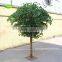 GNW BTR161031-002 8ft Autumn Maple Tree Landscaping Trees For Outdoor