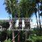 Cocos nucifera palms tree